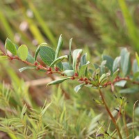 Gaultheria fragrantissima Wall.